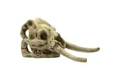 4FISH Skull 23.5x12.1x11.8 cm