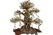 4FISH Tree roots Old Bonsai 40x20x40 cm