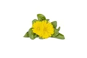 Click & Grow Click and Grow Smart Garden Refill 3-pack - Calendula