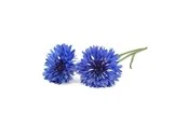 Click & Grow Click and Grow - Smart Garden Refill 3-pack Cornflower