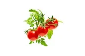 Click & Grow Click and Grow - Smart Garden Refill 3-pack - Mini Tomato (SGR5X3)