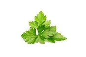 Click & Grow Smart Garden Refill 3-pack - Cilantro/Coriander