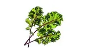 Click & Grow Smart Garden Refill 3-pack - Red Kale
