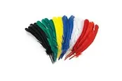 Colorations - Feathers 30cm Set of 24