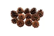 Colorations - Pine Cones 12pcs.