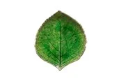 Costa Nova Asiet hydrangea leaf Riviera 17 x 15 cm Green/Black Ceramic