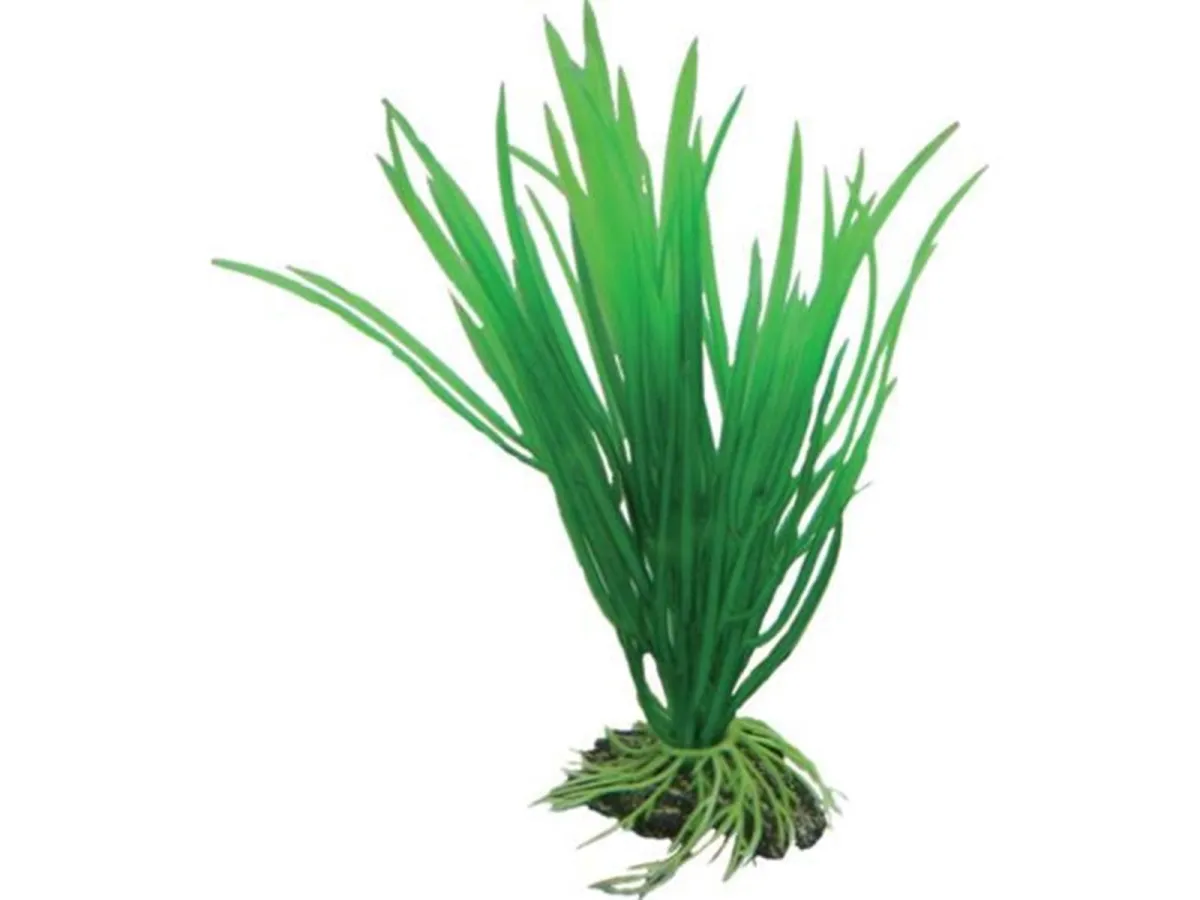 Dohse Cyperus 16 cm