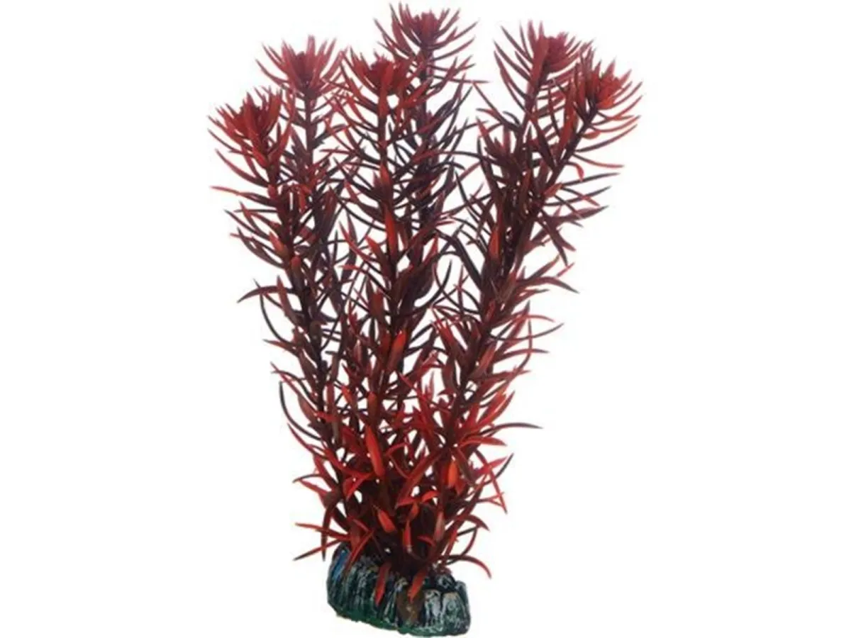 Dohse Eusteralis 20 cm