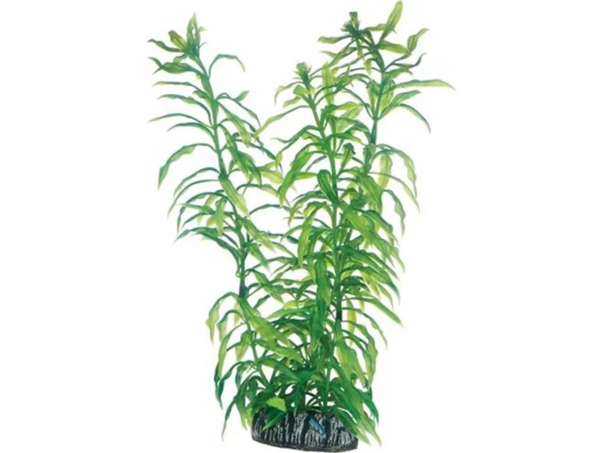 Dohse Heteranthera 25 cm