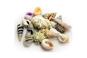 Dohse Hobby Sea Shells Set S 20 pcs.