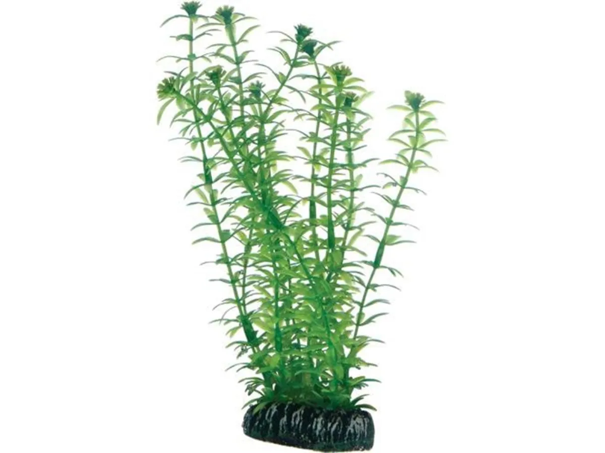 Dohse Lagarosiphon 20 cm