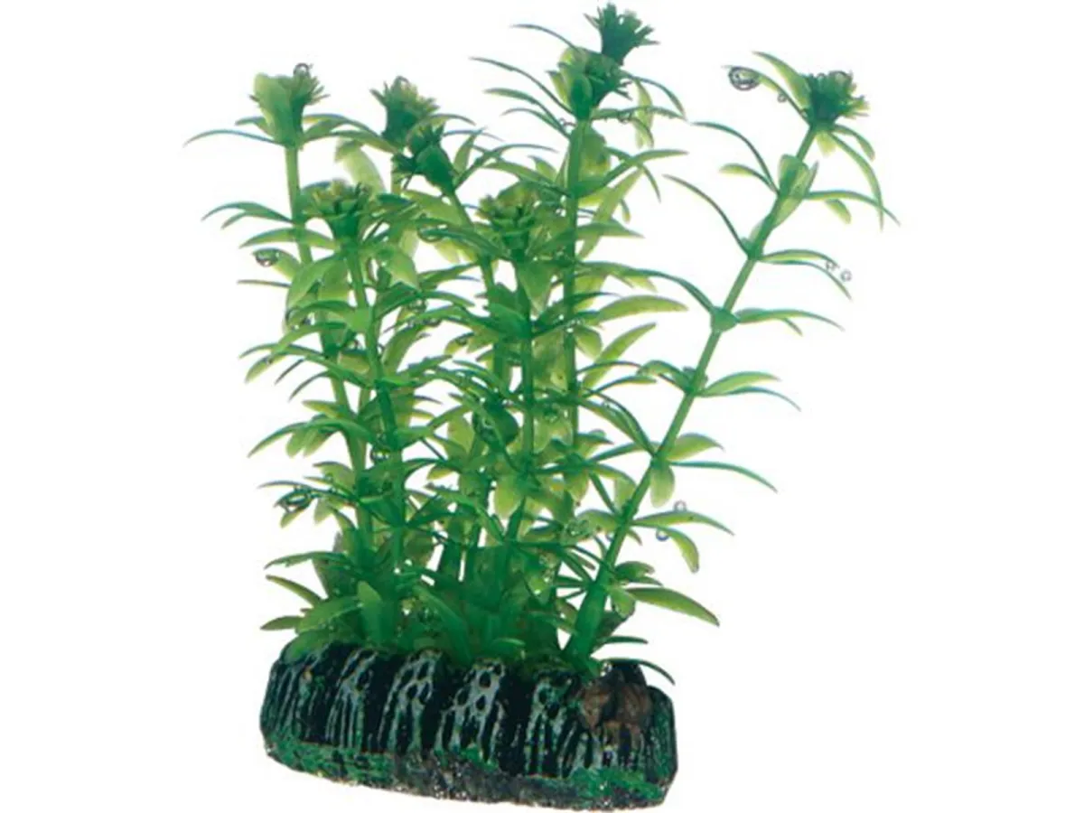 Dohse Lagarosiphon 7 cm