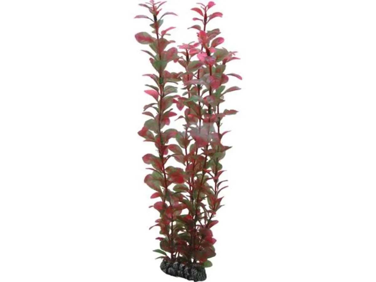 Dohse Ludwigia 34 cm