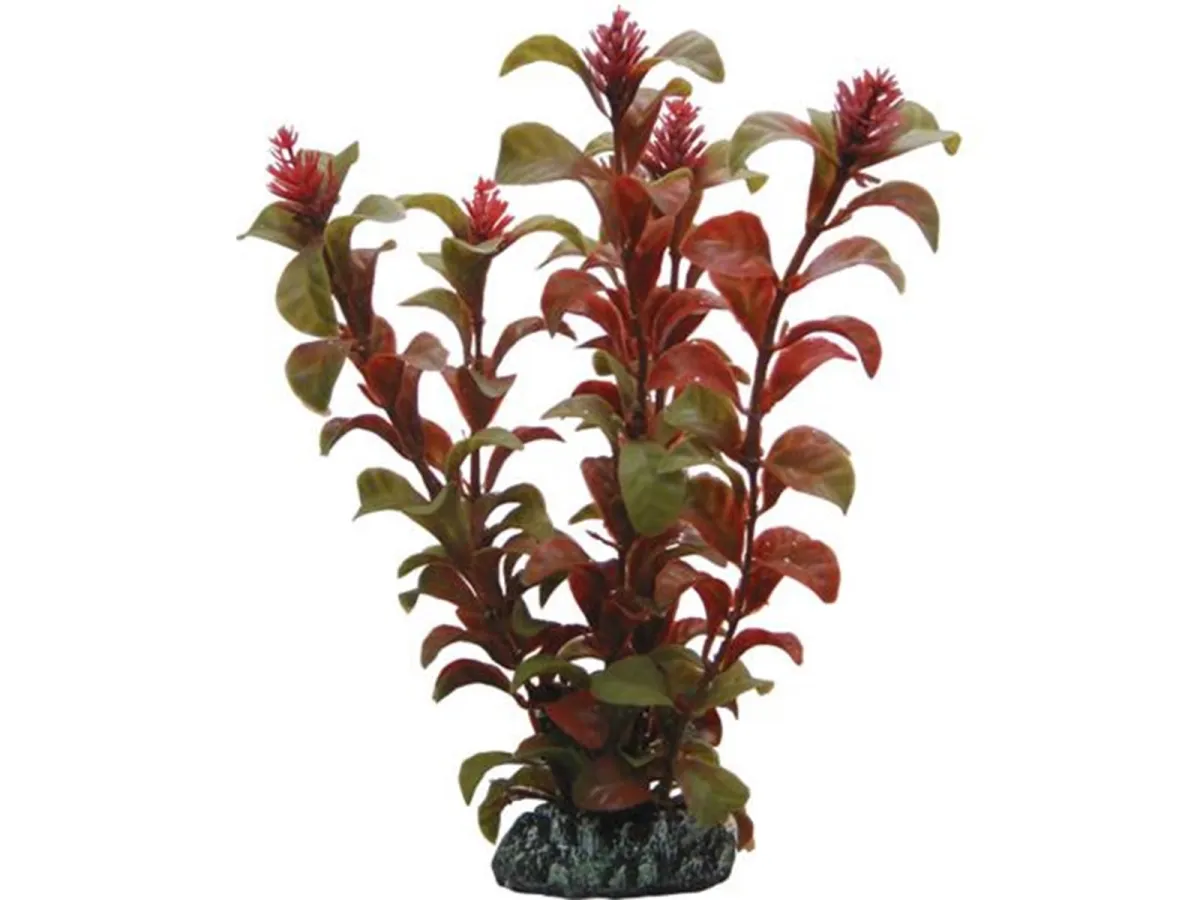 Dohse Rotala 16 cm