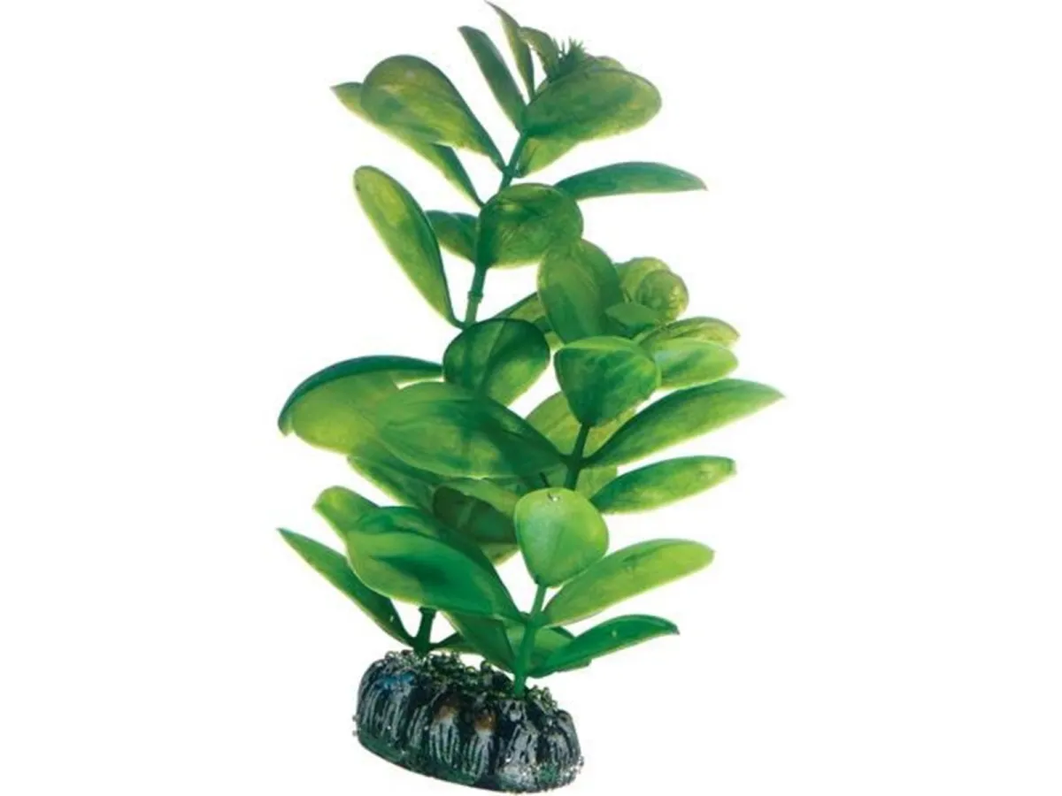 Dohse Saururus 16 cm