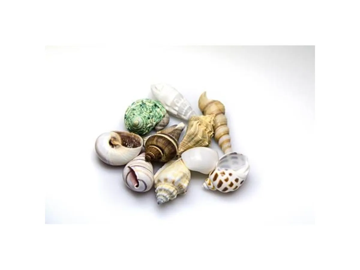 Dohse Sea Shells Set M 10 pcs.