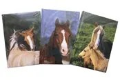 Hobby Mate Notebook A5 126*180mm. Horse motif.100254