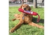 KONG Hundespielzeug Signature Stick mit Seil 30cm