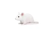Mojo Farmland Mouse - 387235