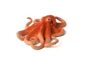 Mojo - Sealife Octopus