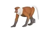Mojo - Wildlife Proboscis Monkey