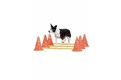 Pawise - Agility Training Set 30 cm
