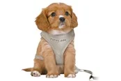 Trixie Junior Puppy Softgeschirr mit Leine Größe S-M Bauchumfang 26-34cm